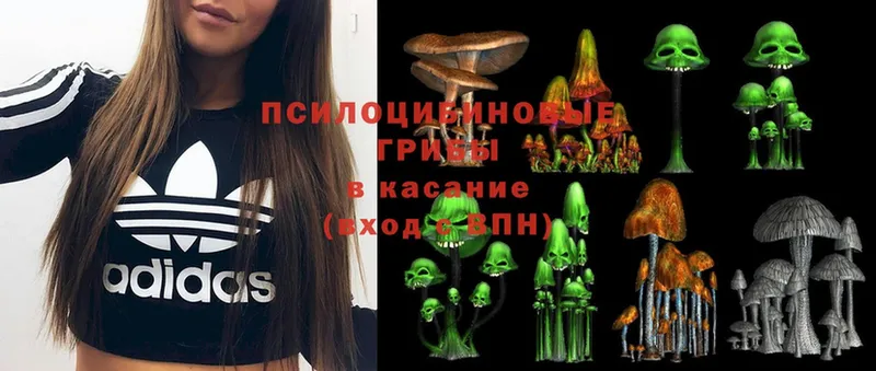 МЕГА ТОР  Шахты  Псилоцибиновые грибы Psilocybe  где можно купить  